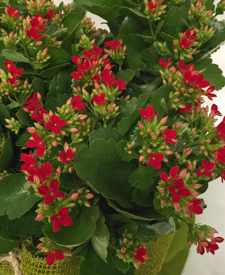 Kalanchoe 