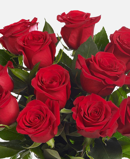 Rose Rosse Premium