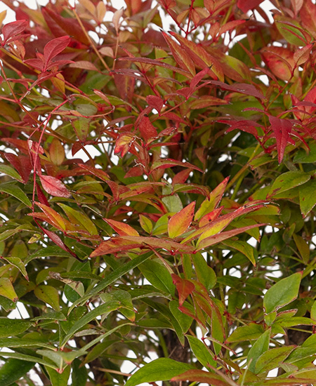 Nandina Domestica