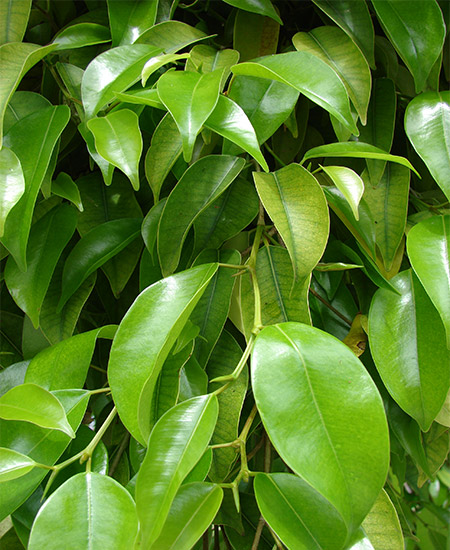 Ficus Benjamin 
