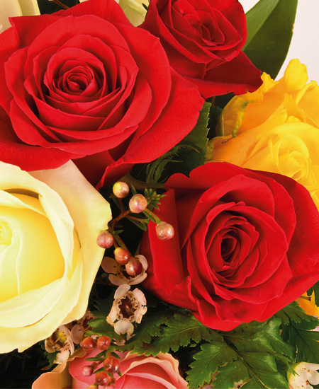 Fantasia di rose 