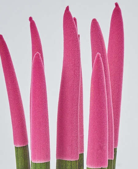 Pantera rosa