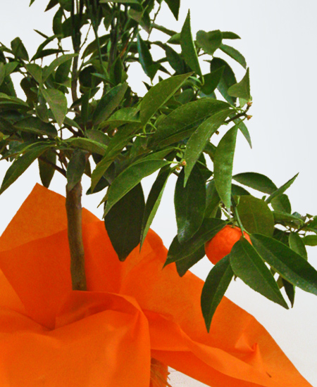 Mandarancio