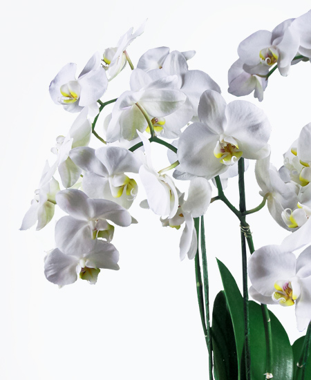 Preziosa orchidea