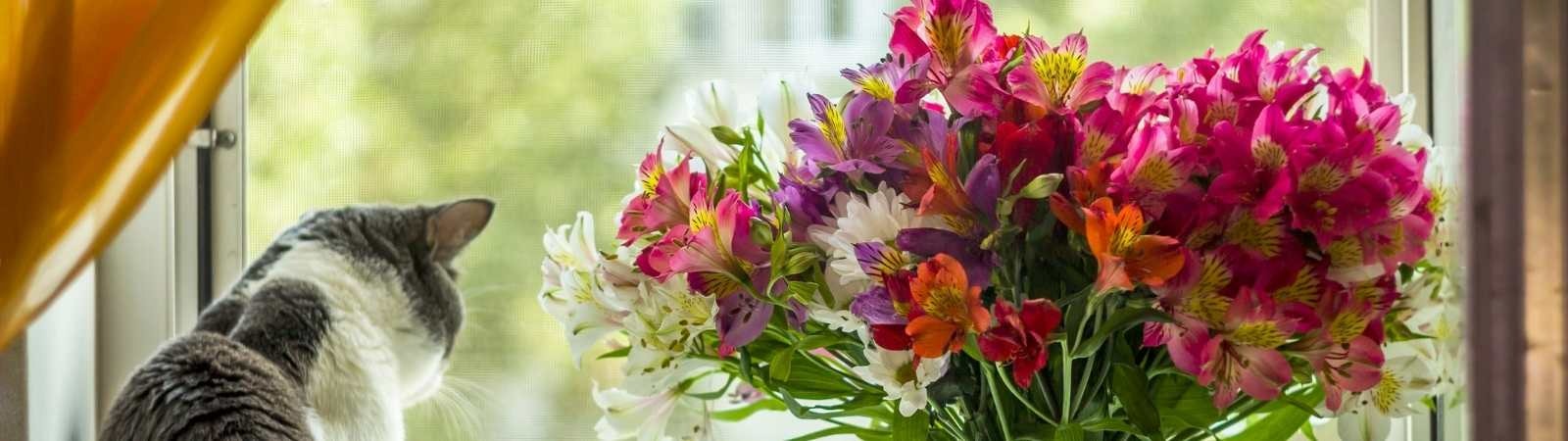 Pianta Alstroemeria Giallo-Bianco A Foglia Variegata - Vaso 20 Cm Diametro, Pianta Vera, Da Powers To Flowers