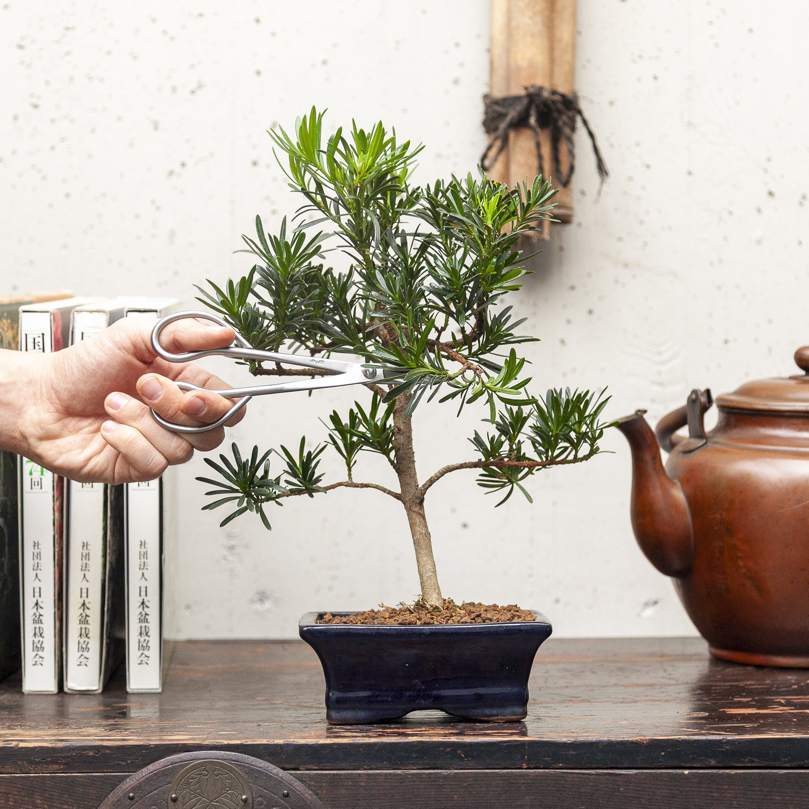 Podocarpus