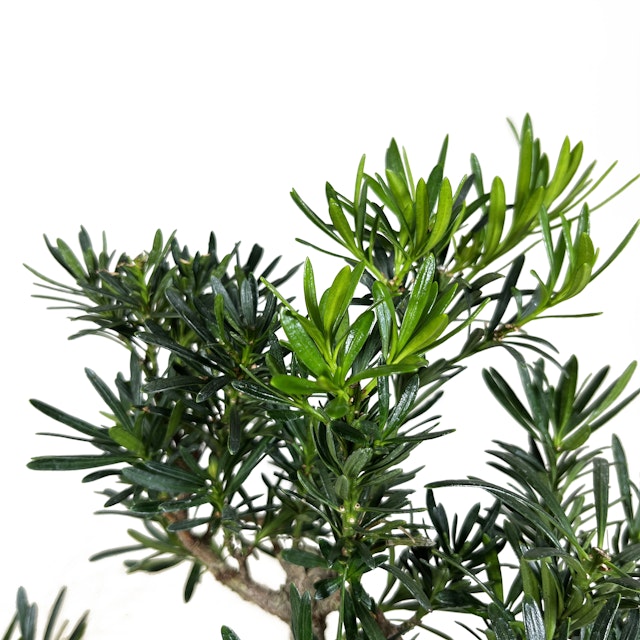 Podocarpus