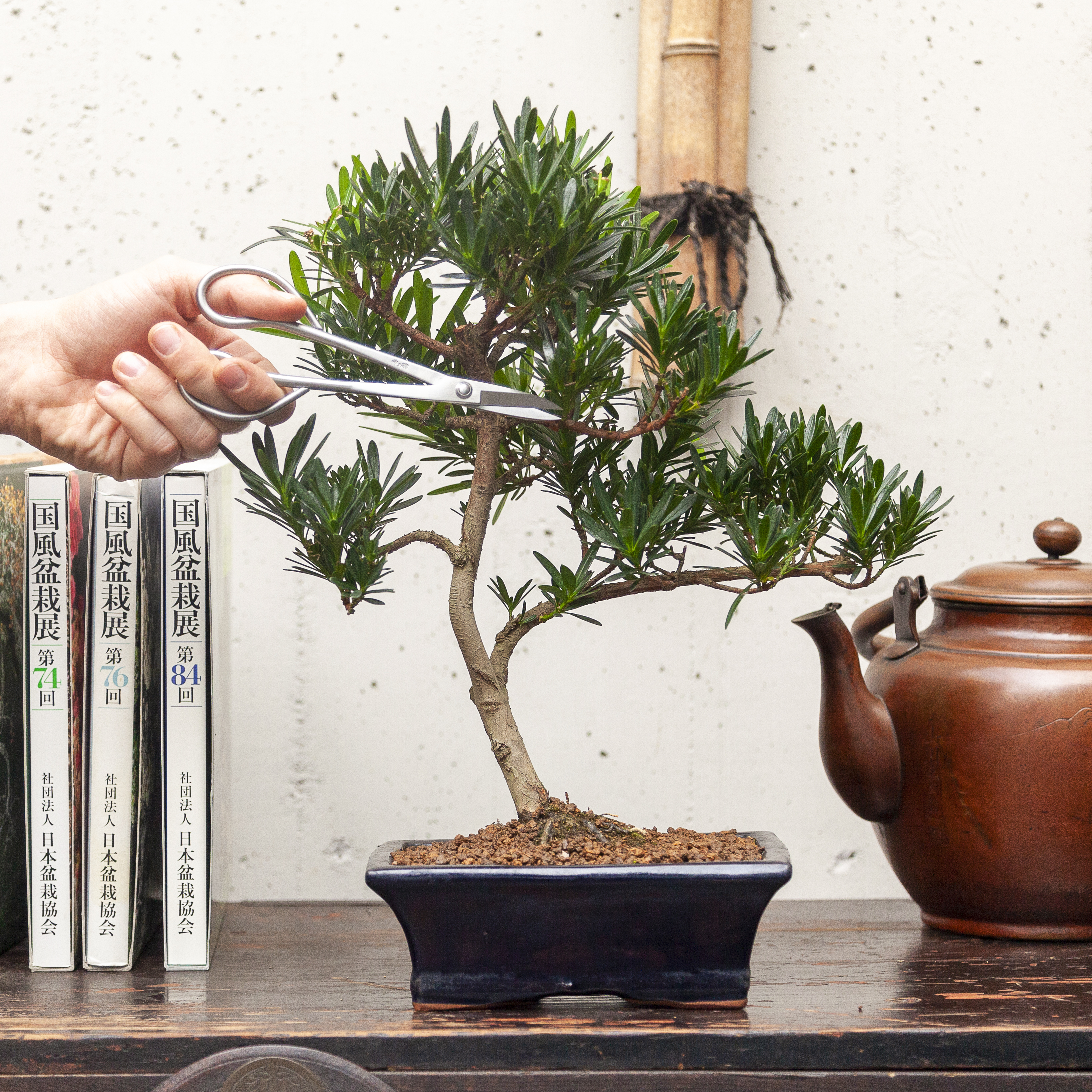 Il Podocarpus