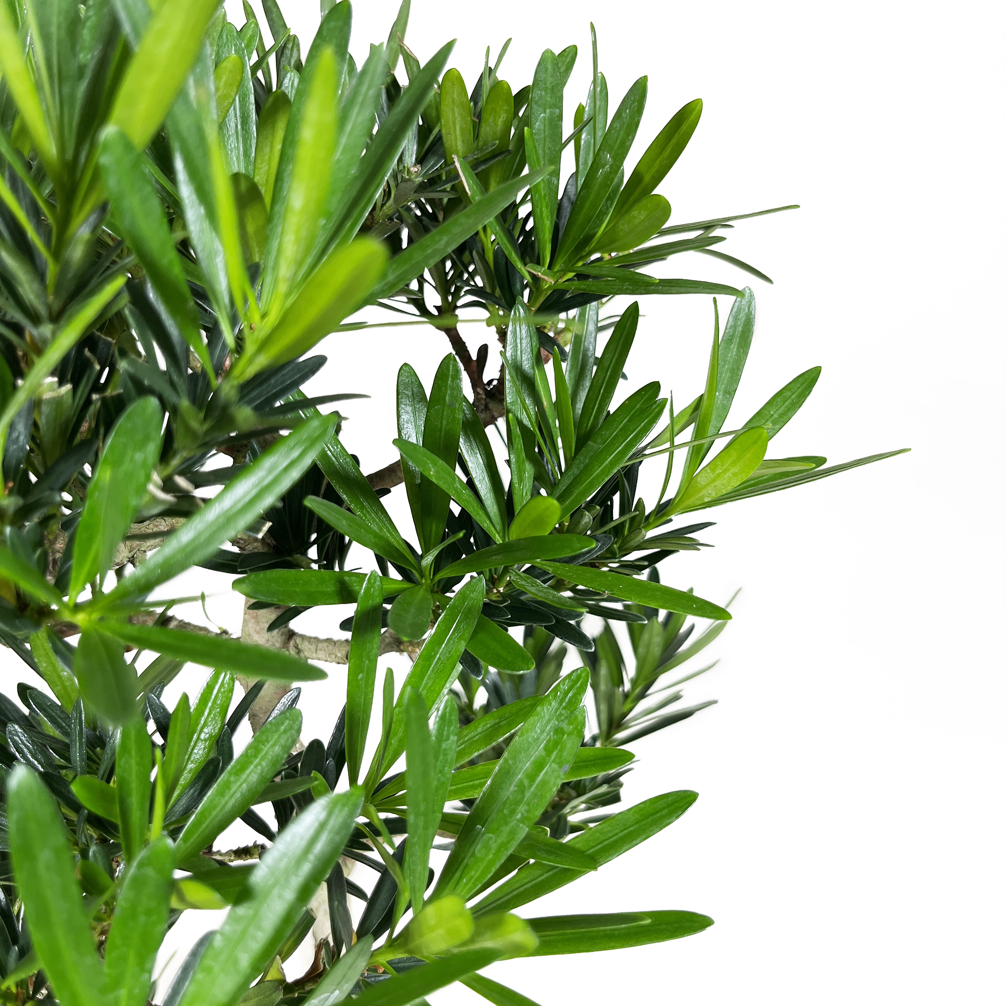 Il Podocarpus