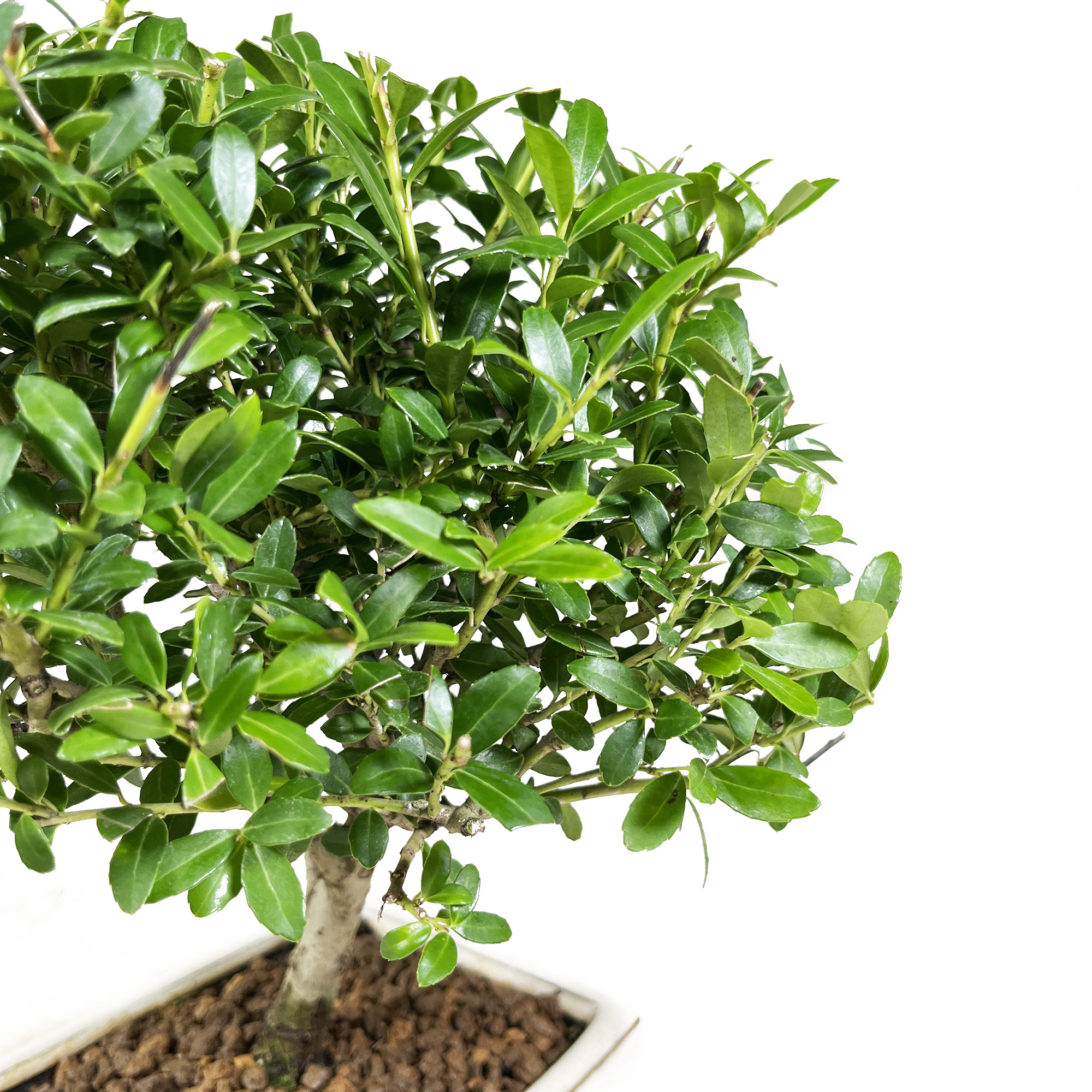 Ilex bonsai