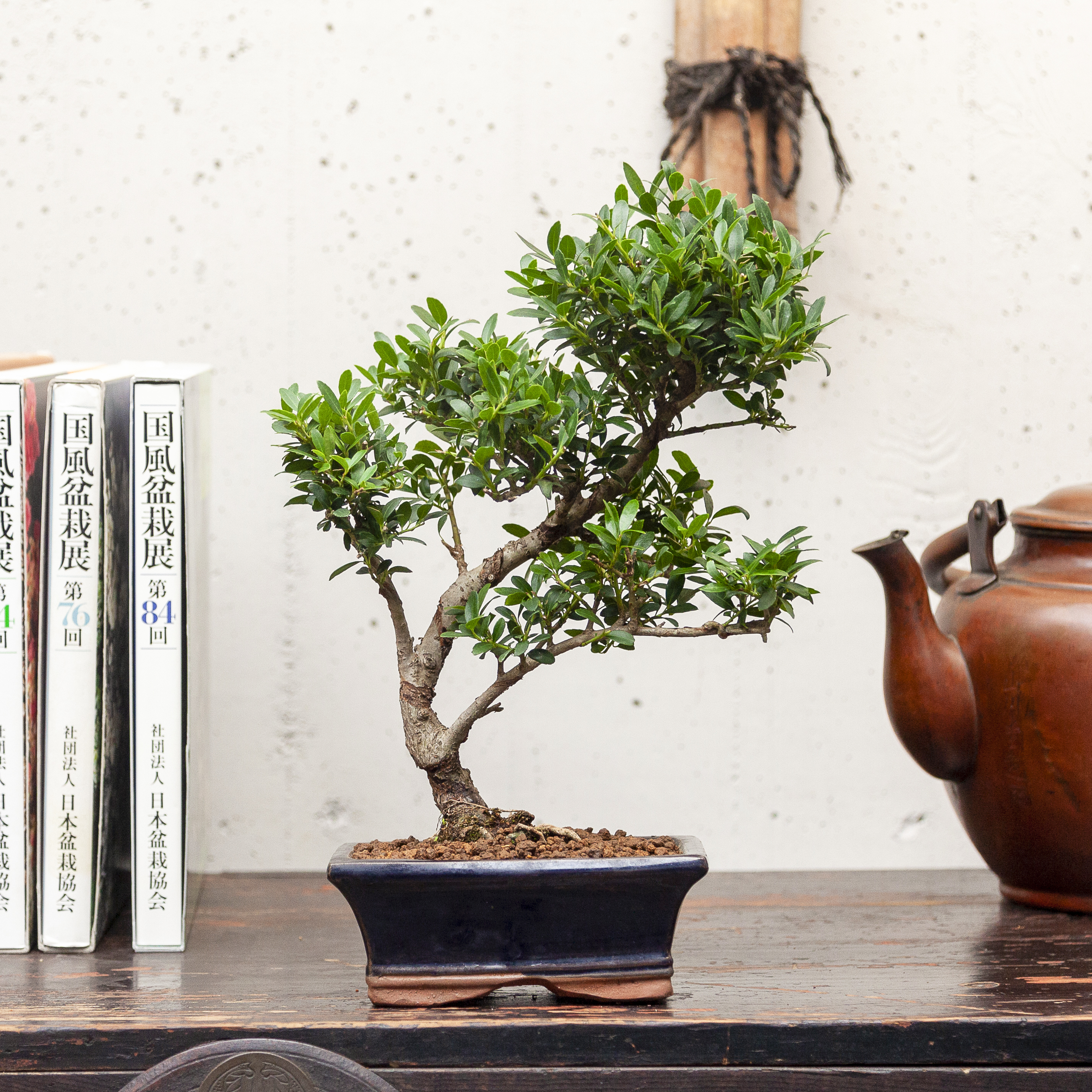 Ilex Crenata
