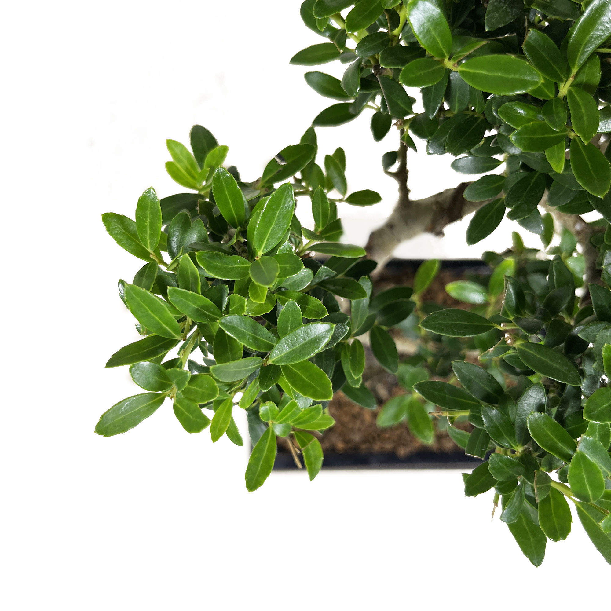 Ilex Crenata