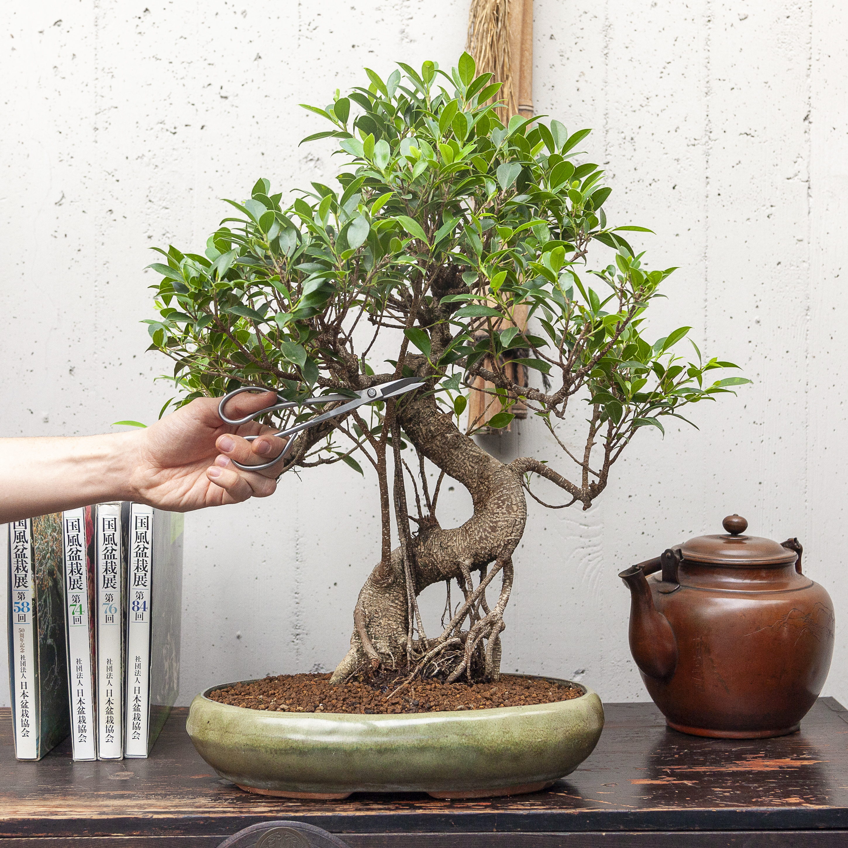 Ficus Retusa a palchi