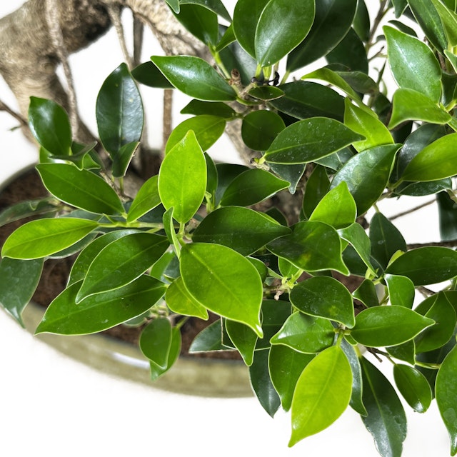 Ficus Retusa a palchi