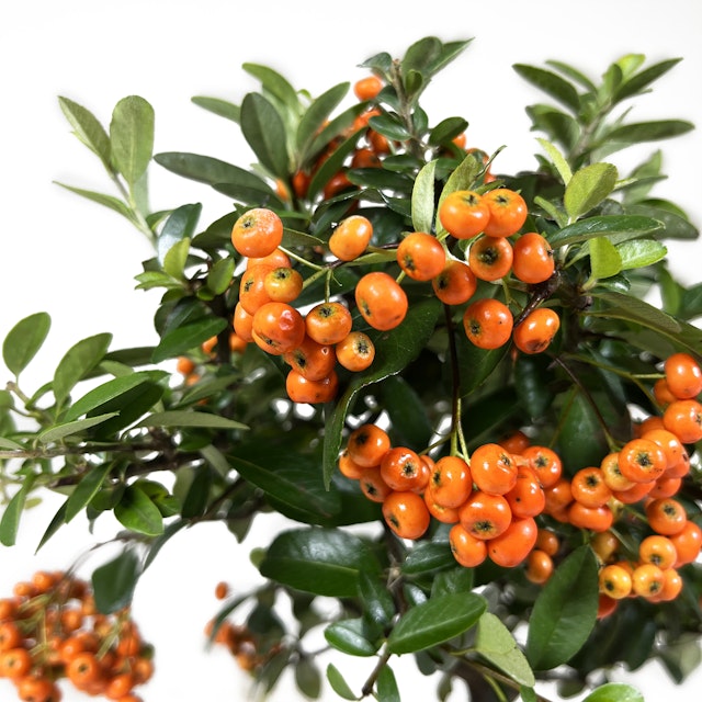 Pyracantha Bonsai 