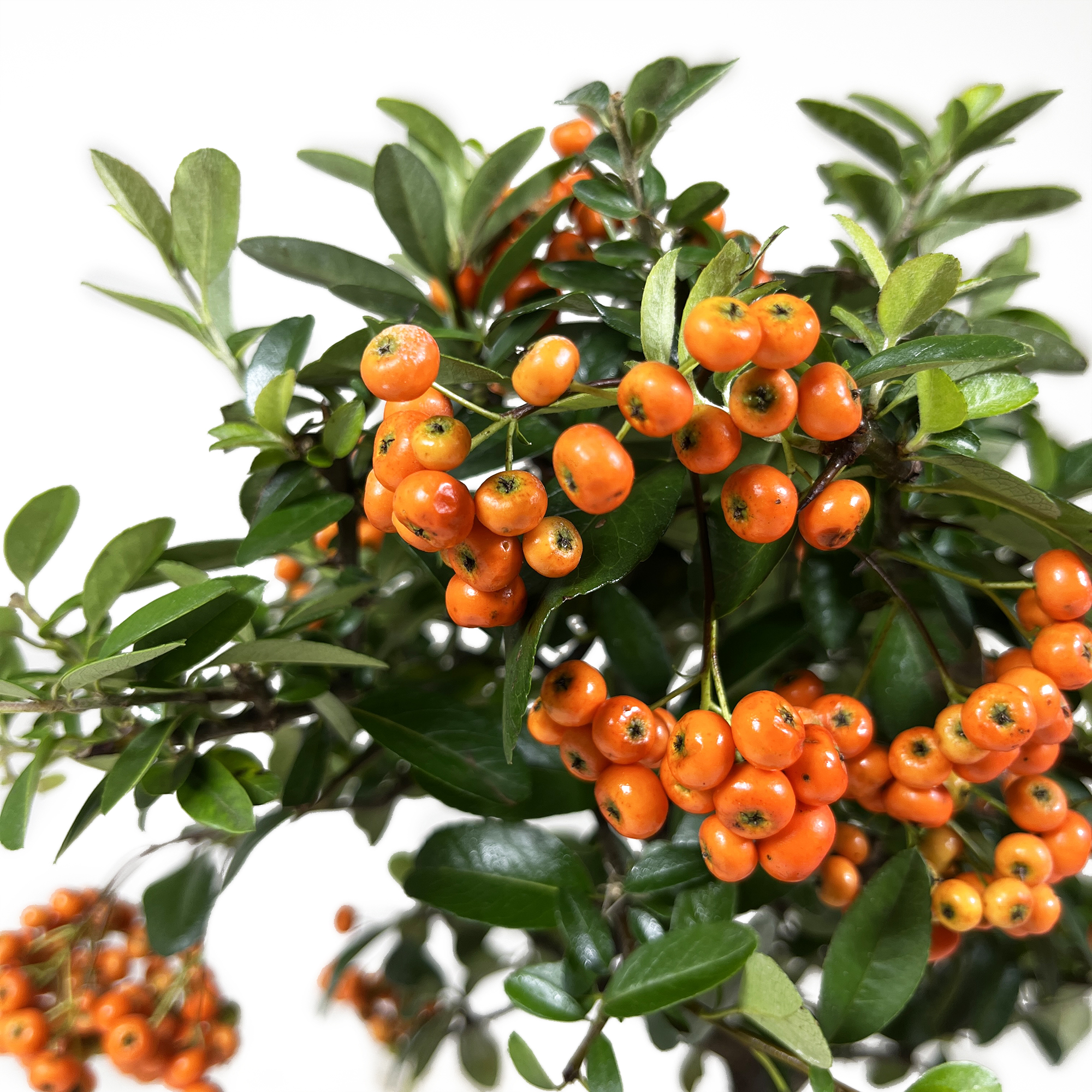 Pyracantha Bonsai 