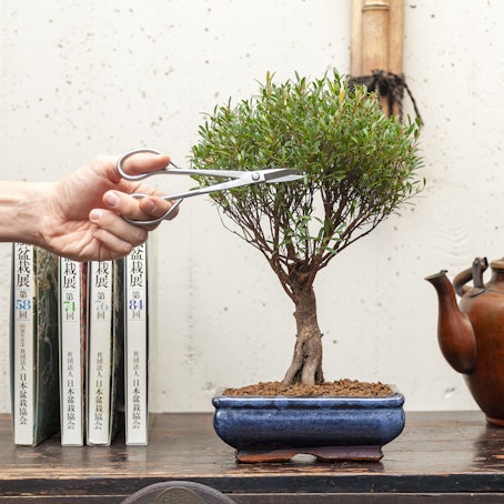 Bonsai Mirto Syzygium