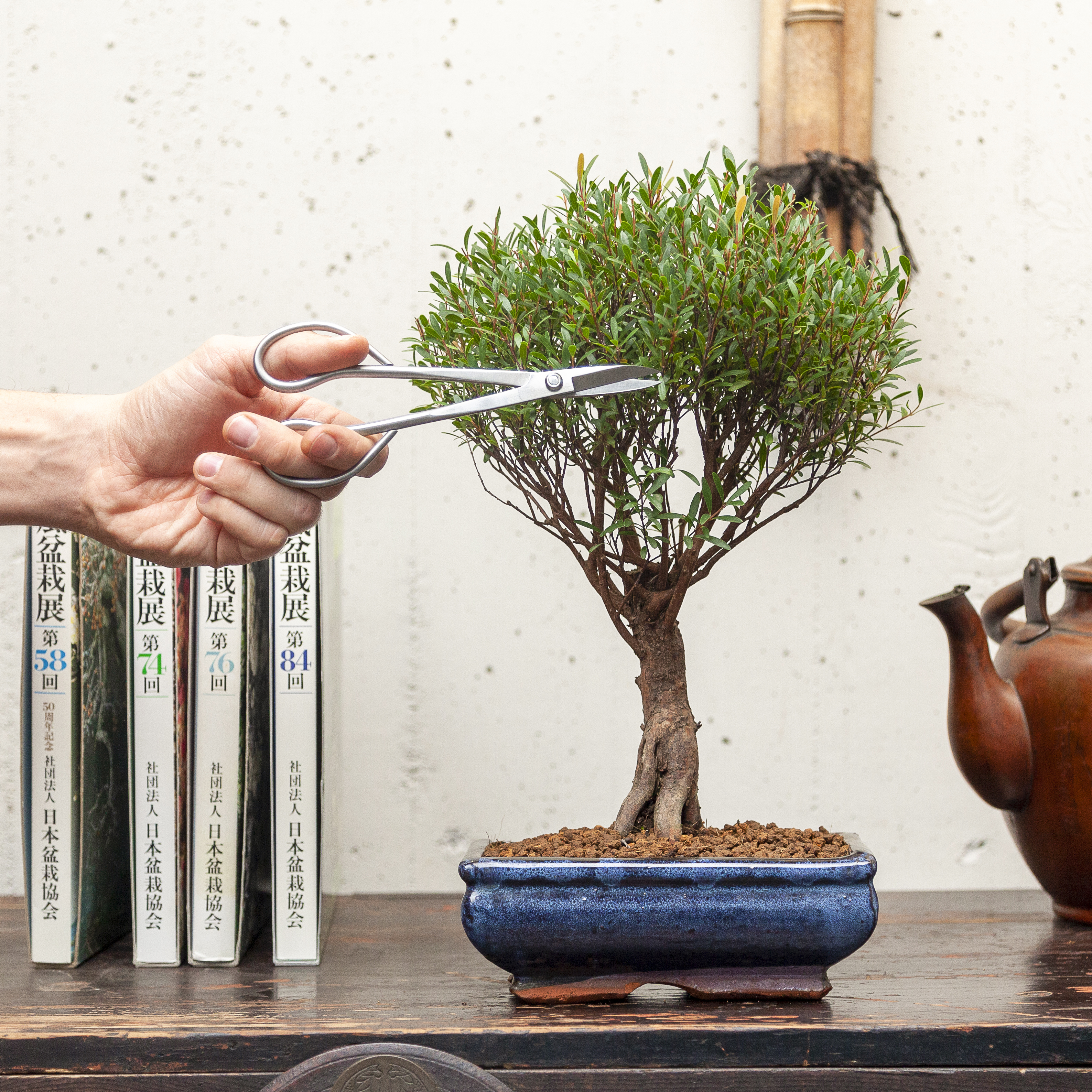 Bonsai Mirto Syzygium