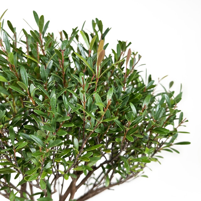 Bonsai Mirto