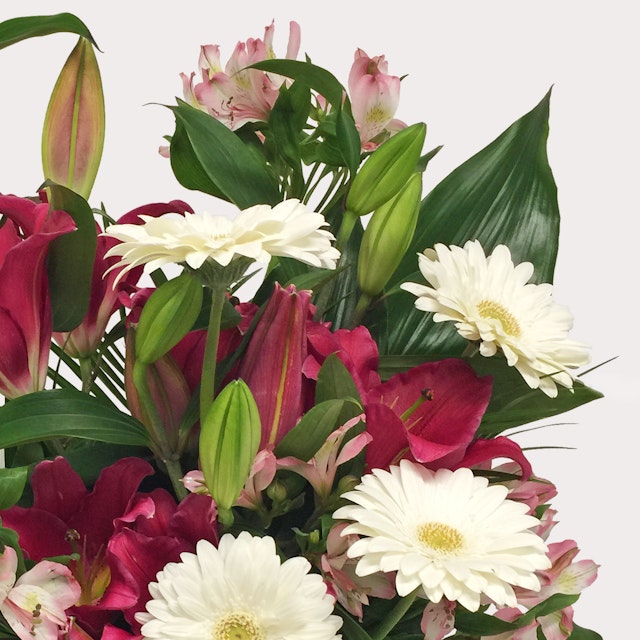 Lilium e Gerbere
