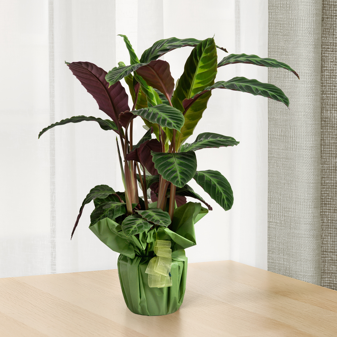Maranta