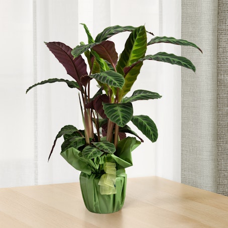 Maranta