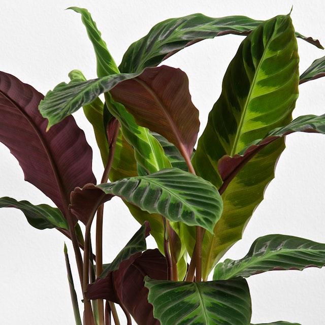 Maranta