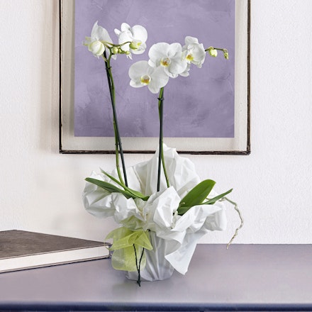 Orchidea bianca 