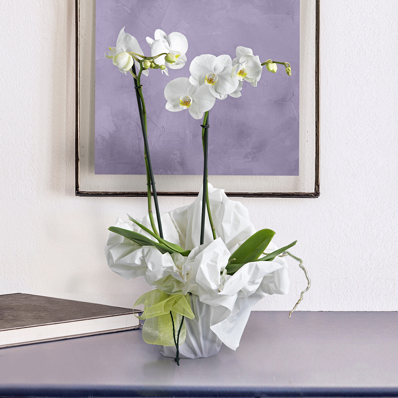 Orchidea bianca 
