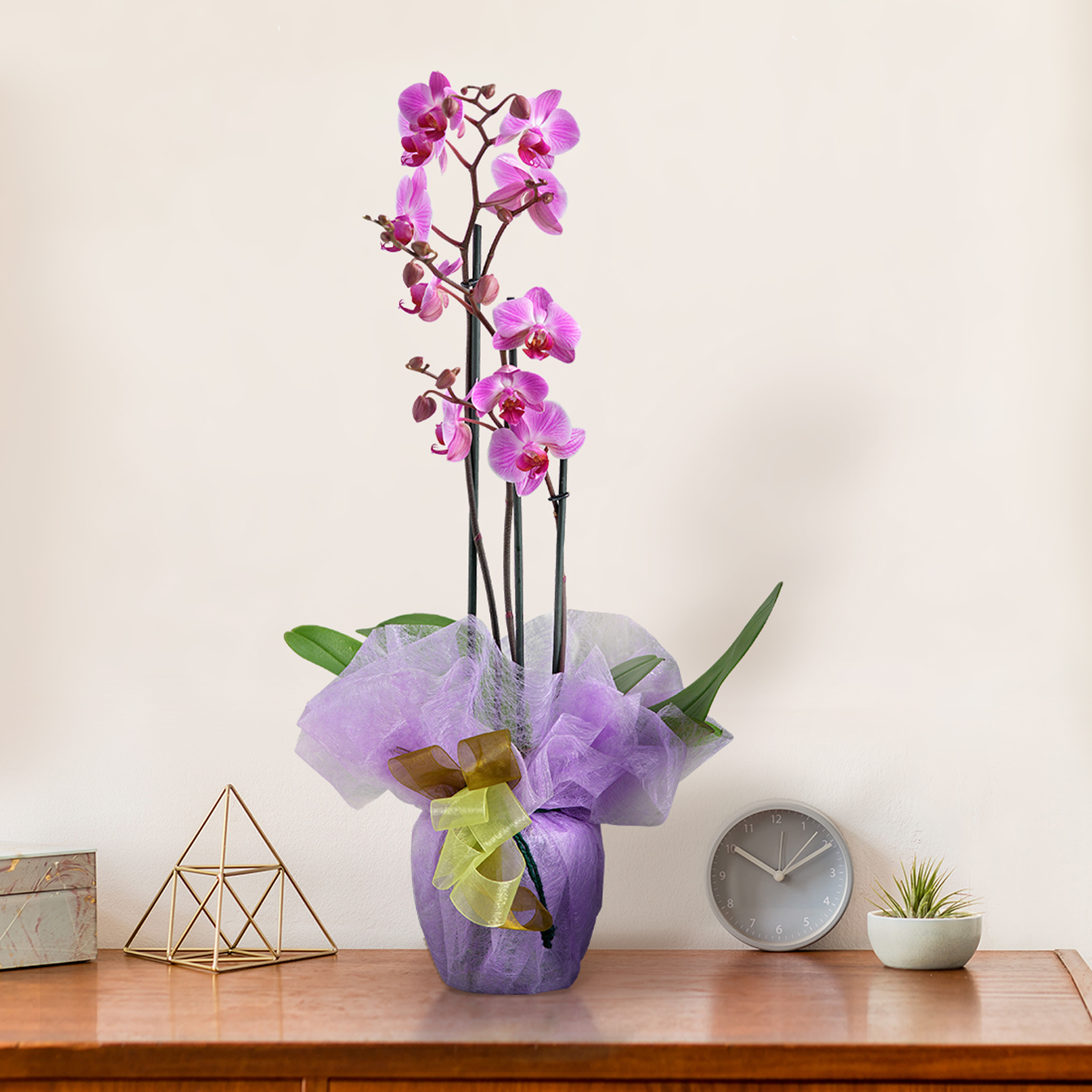 Orchidea rosa