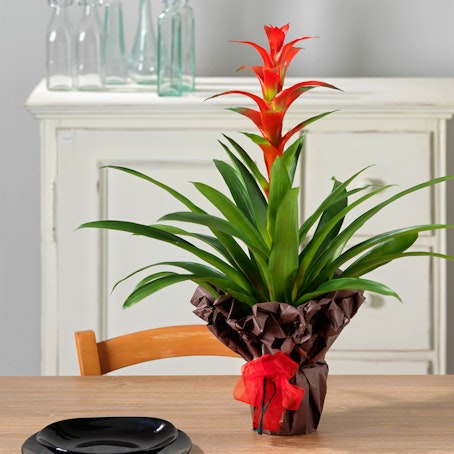 Guzmania Rossa