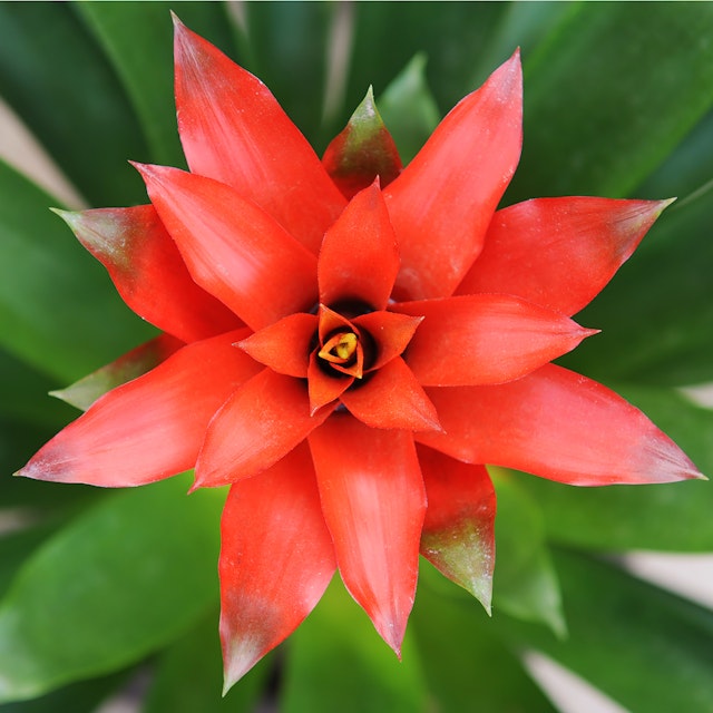 Guzmania Rossa