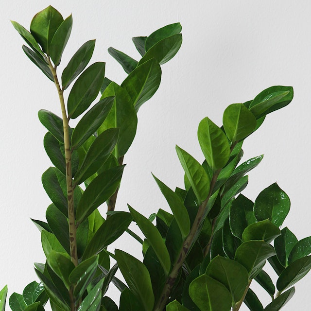 Zamioculcas
