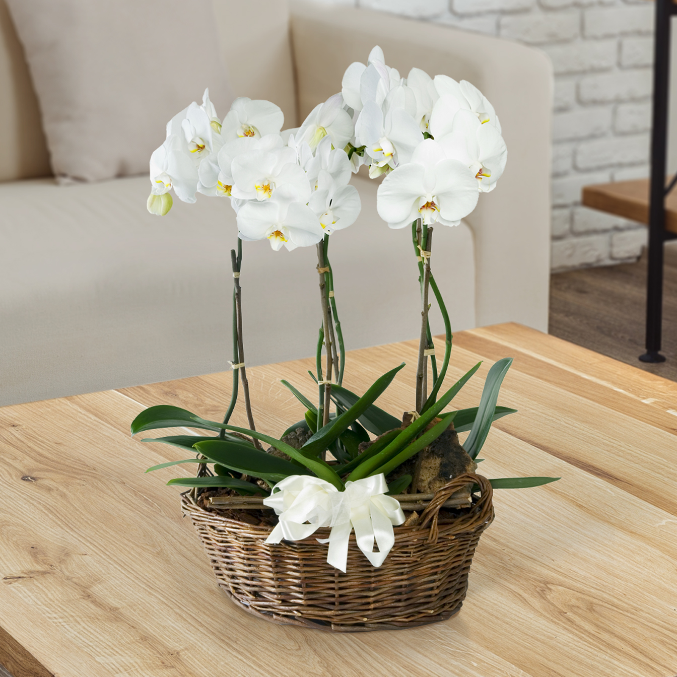 Cesto di orchidee