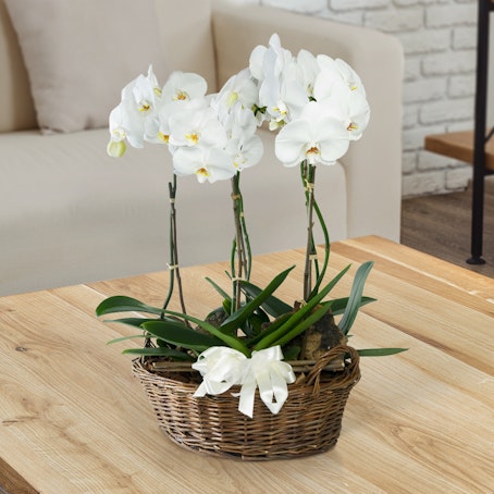 Cesto di orchidee