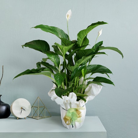  Spathiphyllum