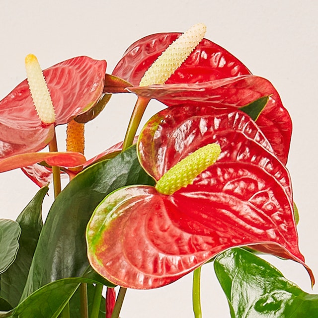 Anthurium Rosso