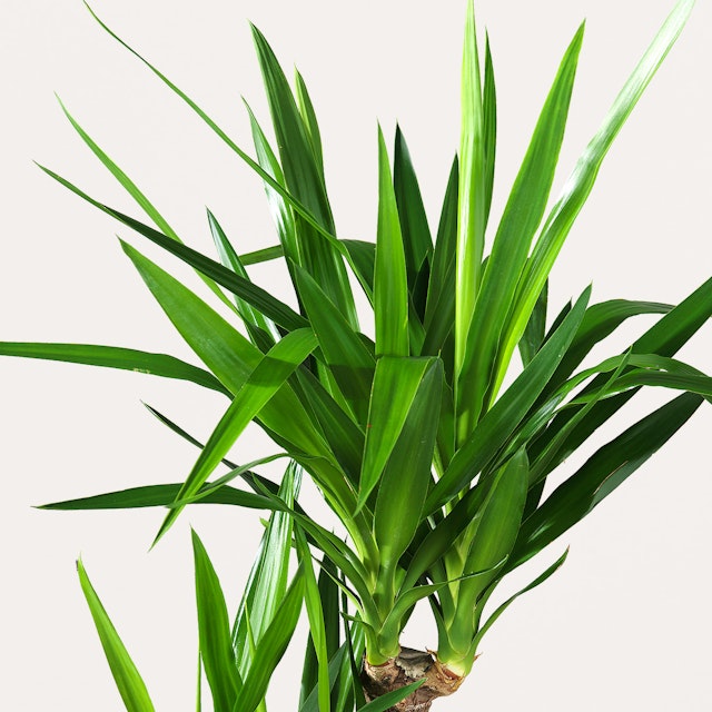 Yucca