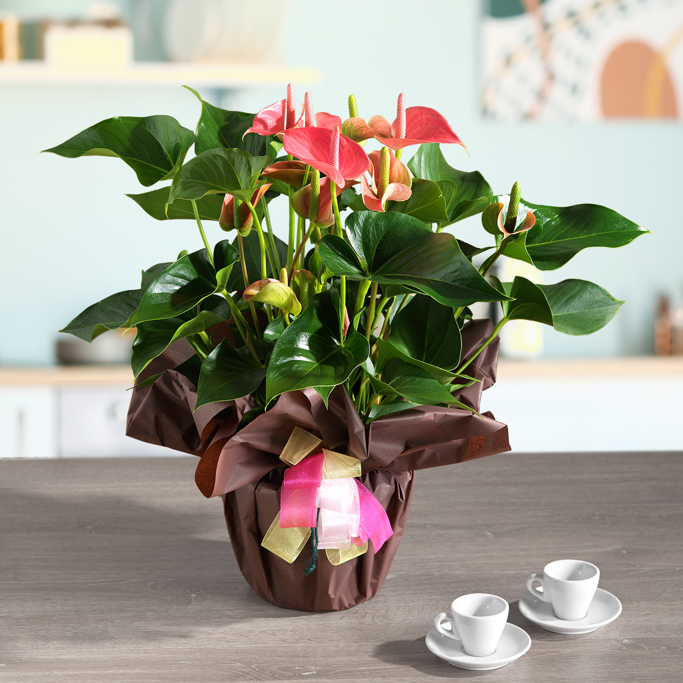 Anthurium Rosa