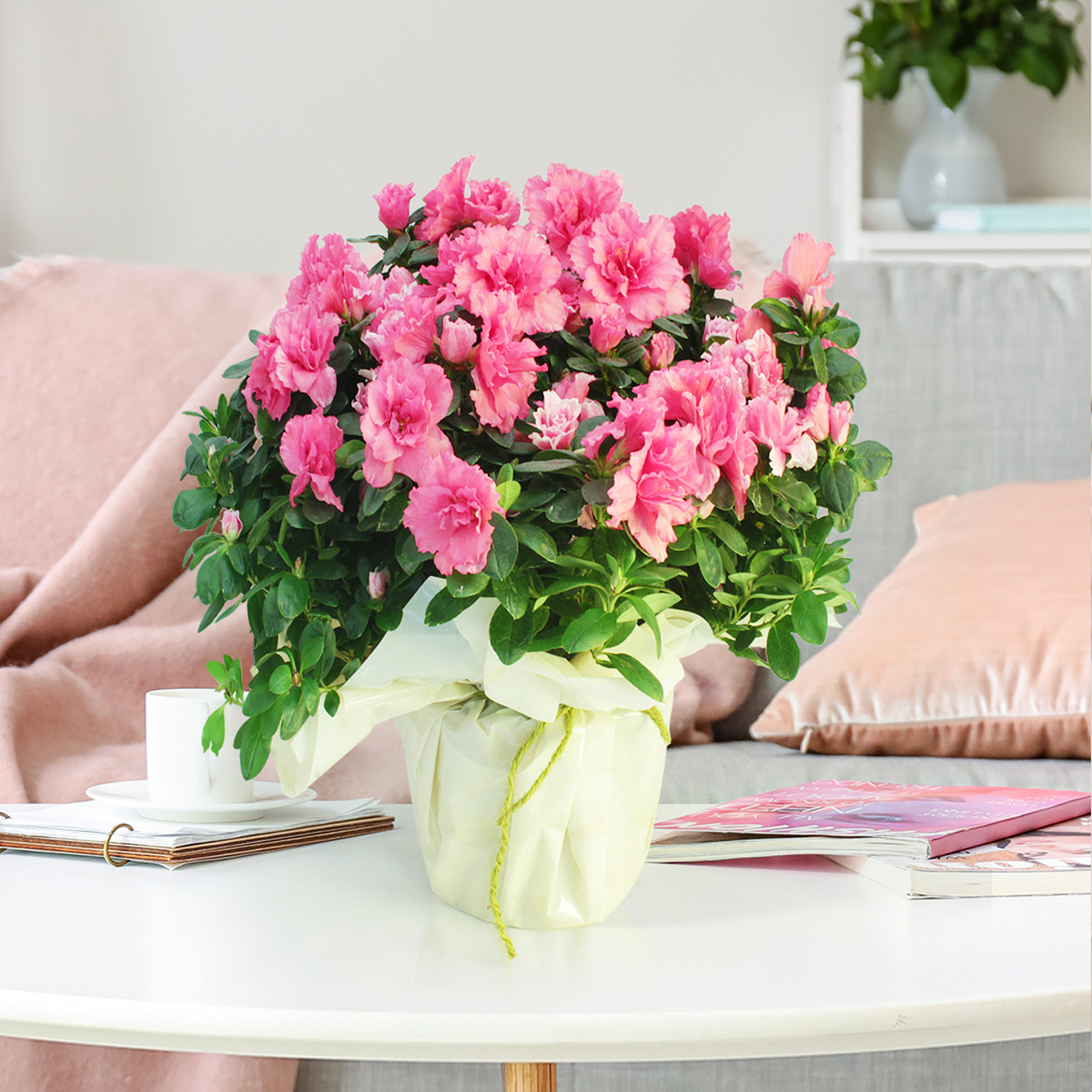 Azalea