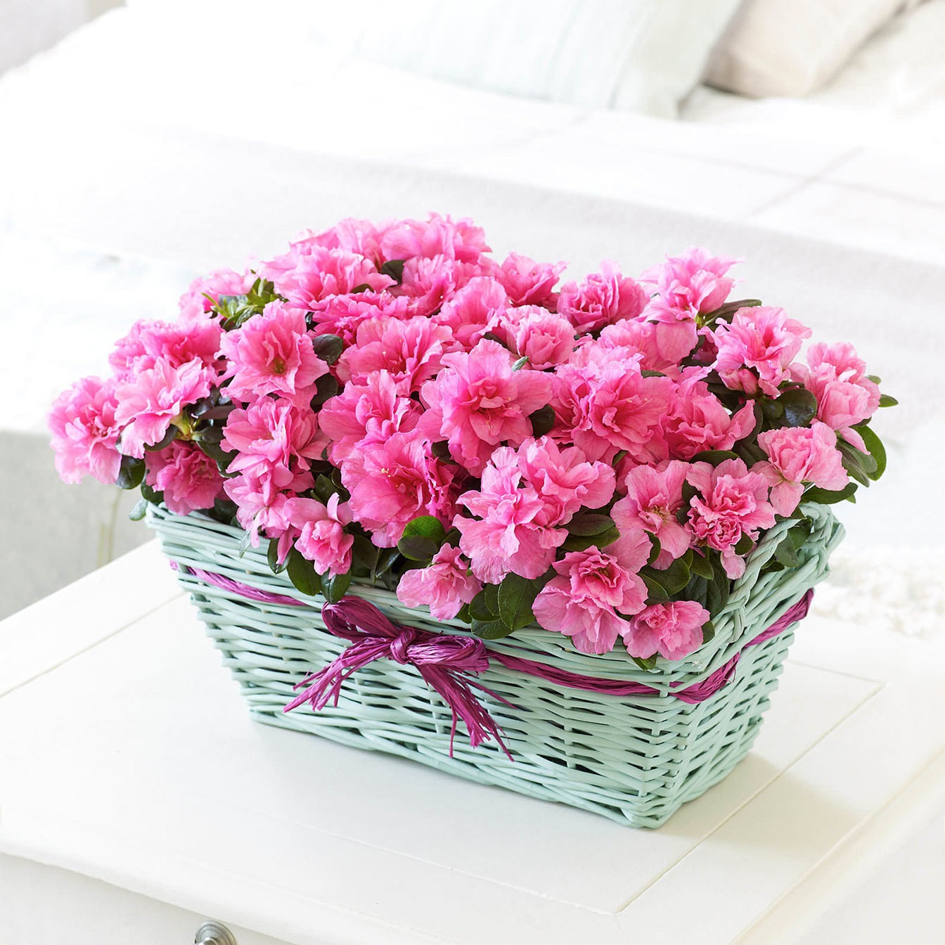 Azalea in cesto