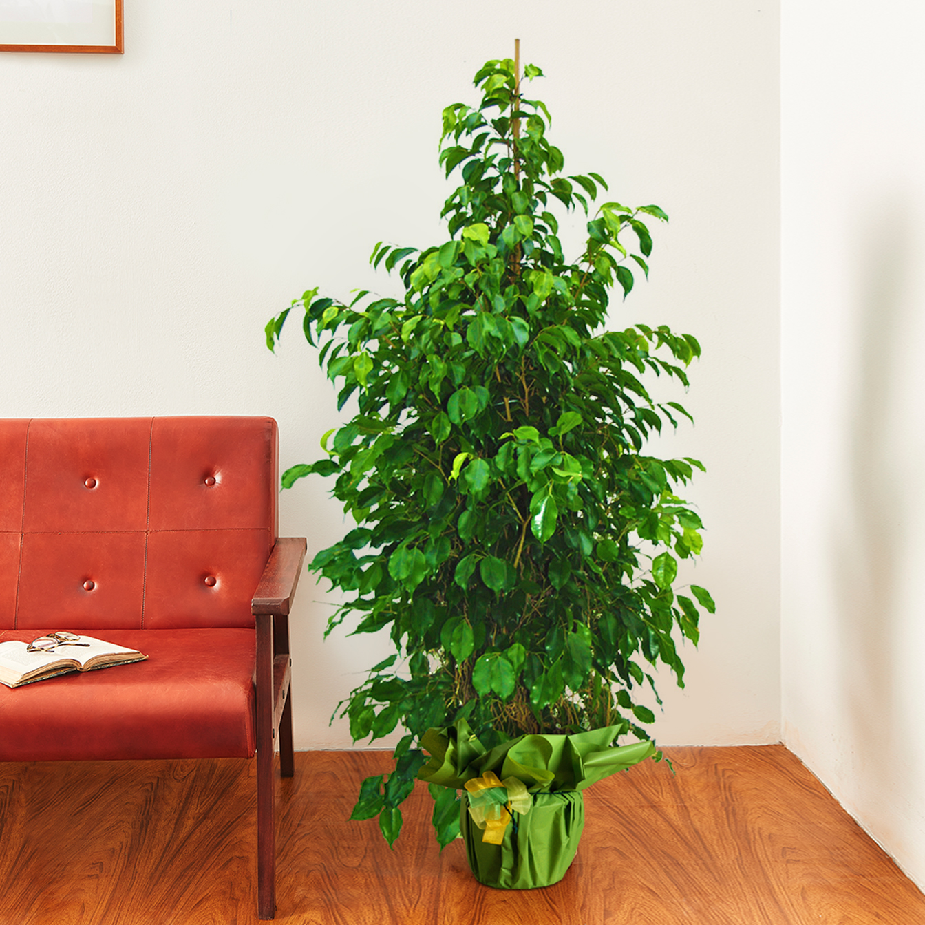 Ficus Benjamin