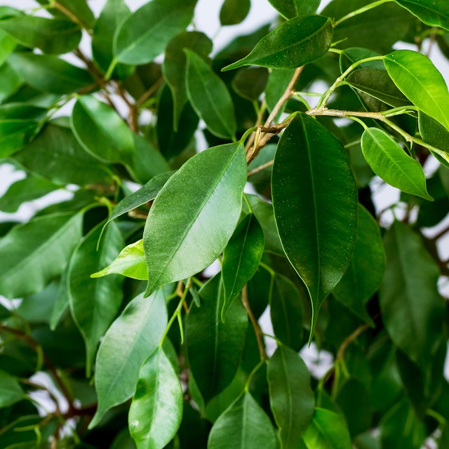 Ficus Benjamin