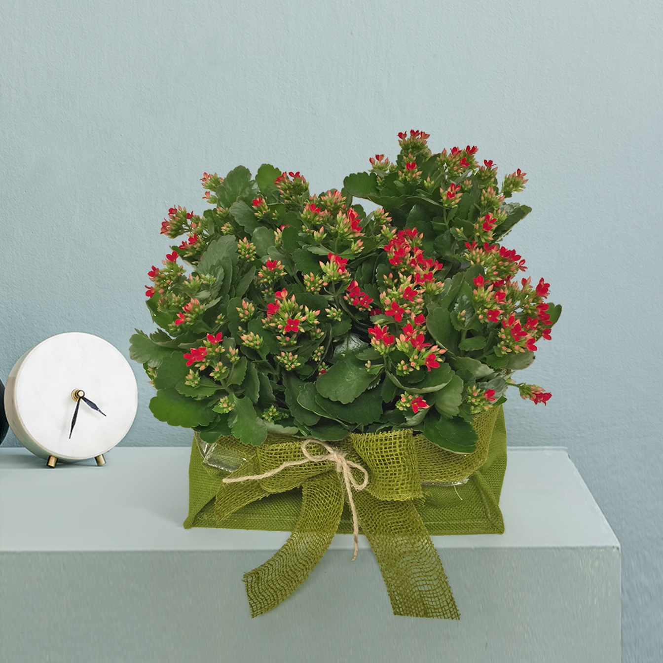 Kalanchoe