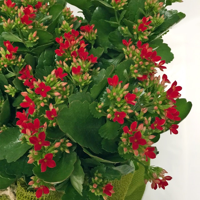 Kalanchoe