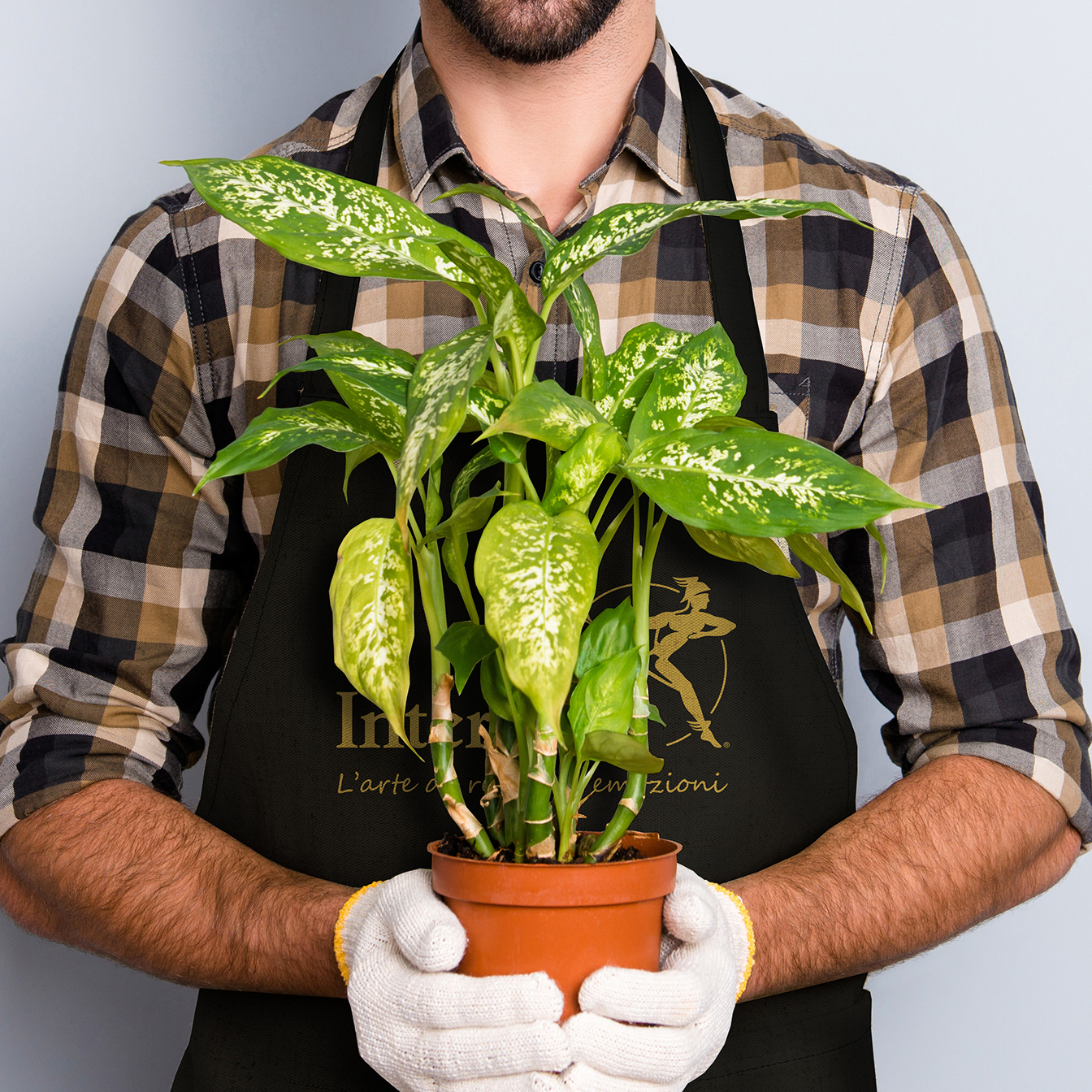 Composizioni di piante per le coppie solide
