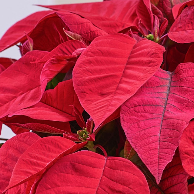 Stella di Natale grande