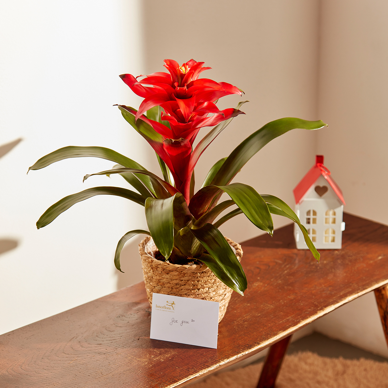 Guzmania Rossa