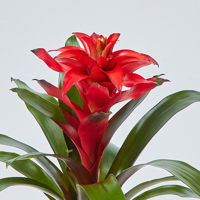 Guzmania Rossa