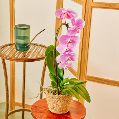 Orchidea Phalaenopsis Rosa